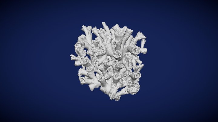 Desmophyllum pertusum - SaM 42879 3D Model