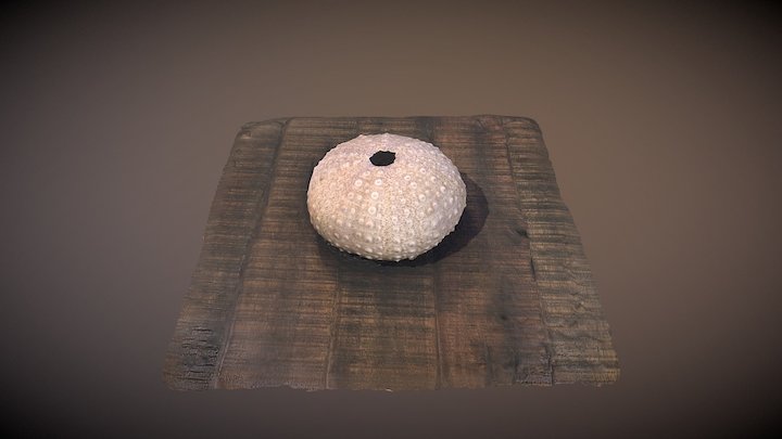 Urchin Shell 3D Model