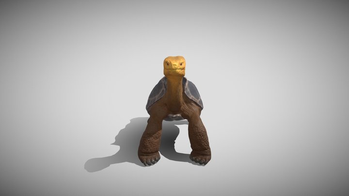 Galápagos giant turtle 3D Model