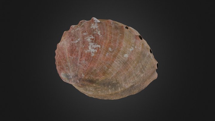 Gastropod: Haliotis rufescens (PRI 70105) – Free 3D Model STL