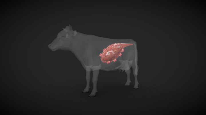 Cow Stomach Structure 3D Model