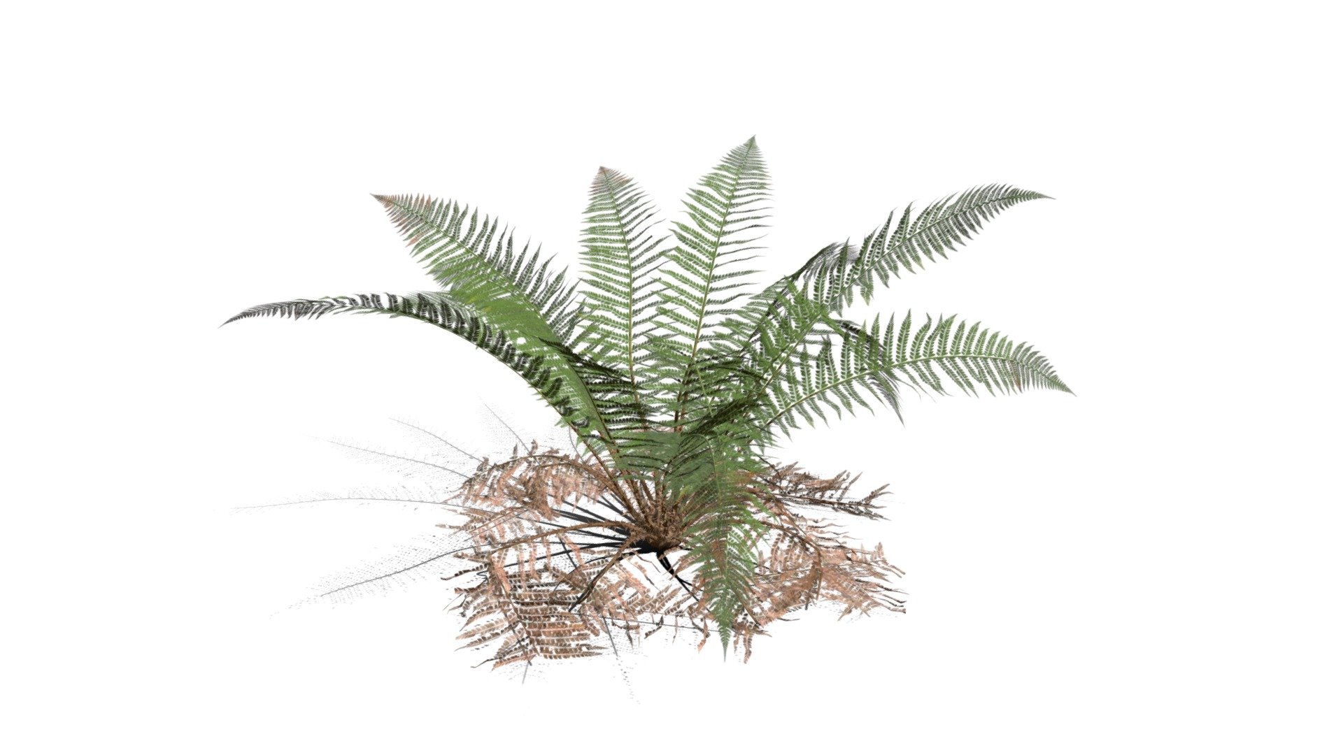 Realistic HD Male fern (15/50) - Download Free 3D model by PlantCatalog ...