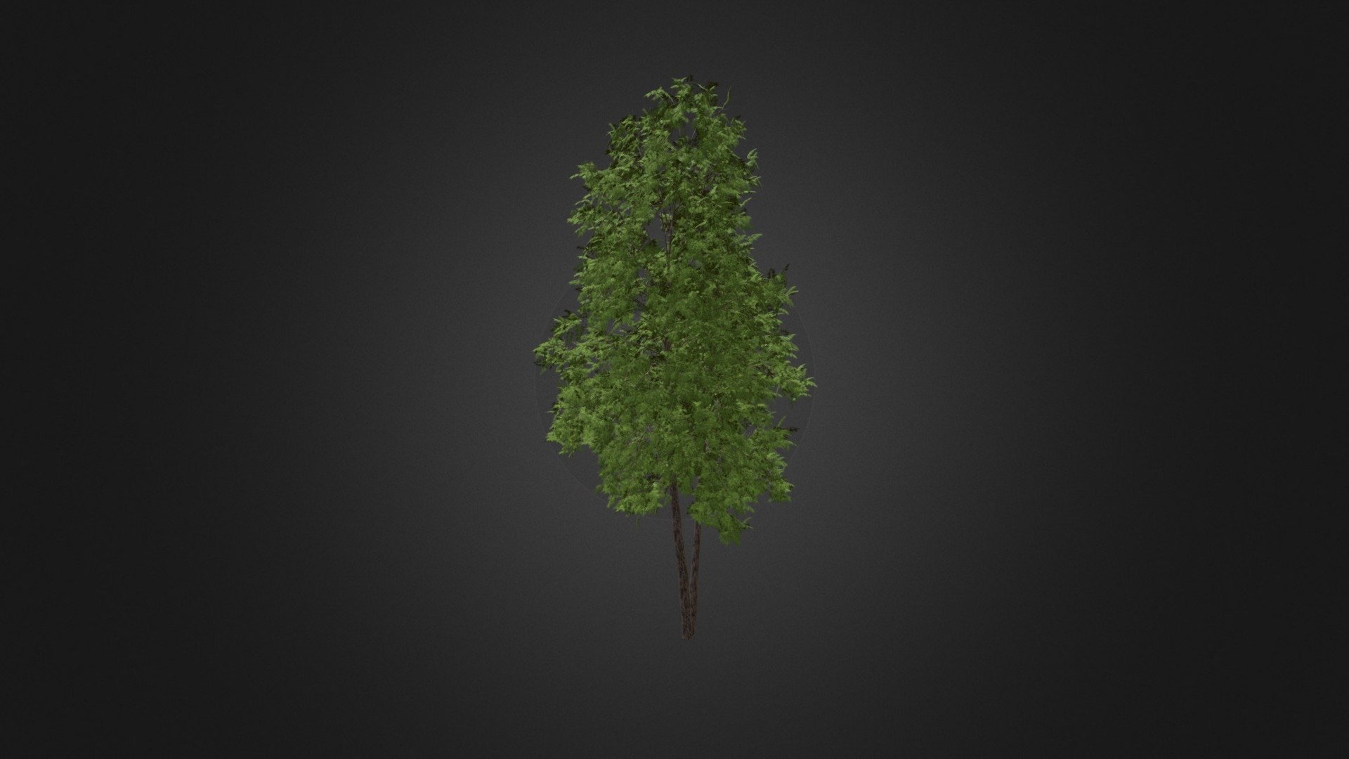 River Birch 3D Model 4.9m - Buy Royalty Free 3D model by cgaxis ...