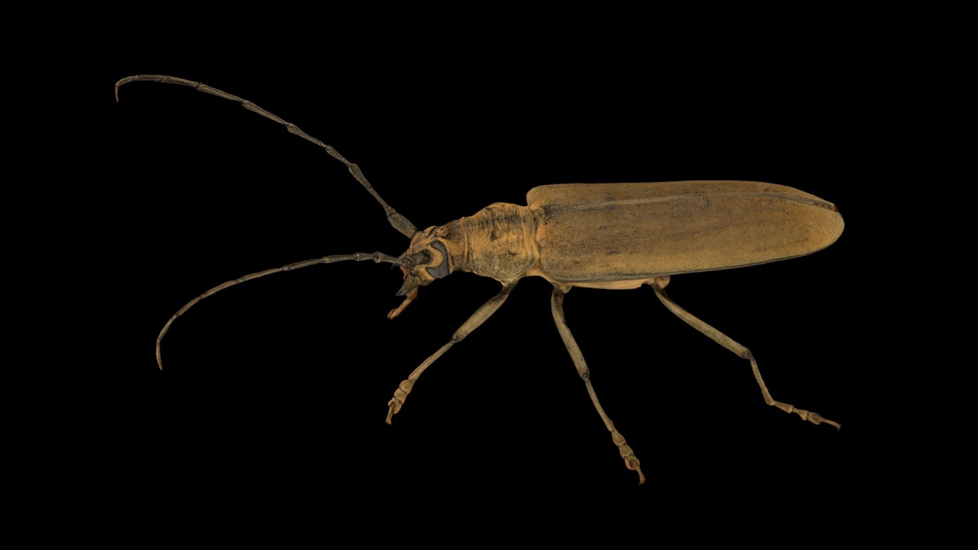 CC0 ミヤマカミキリ ♀ Mountain Longhorn Beetle - Download Free 3D