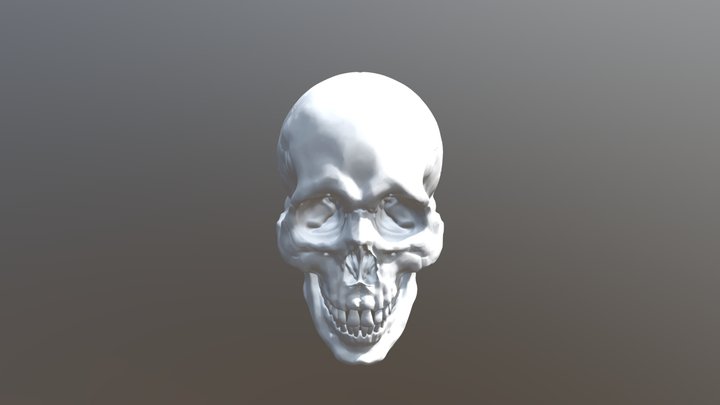 Skull_Anatomy 3D Model