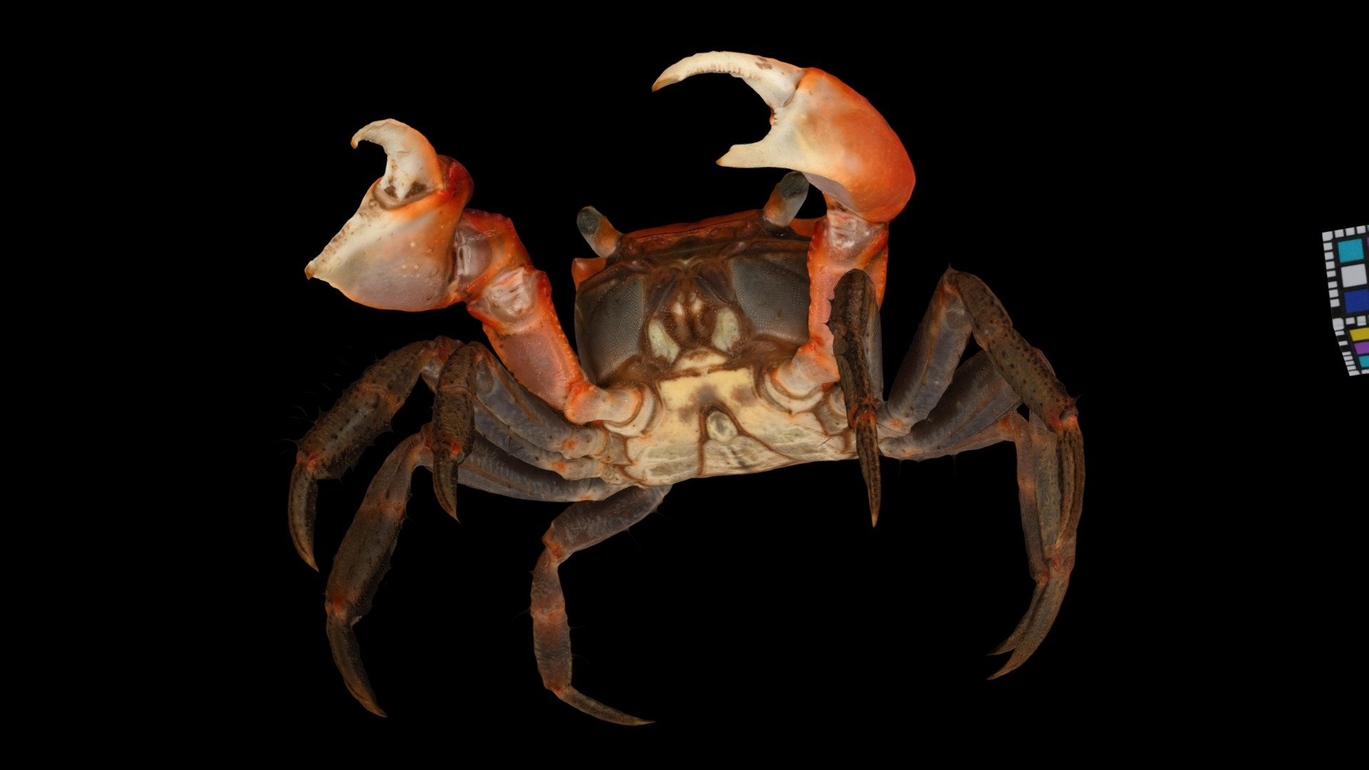 CC0 アカテガニ 🦀 ♂ Red-clawed Crab, C. haematocheir - Download