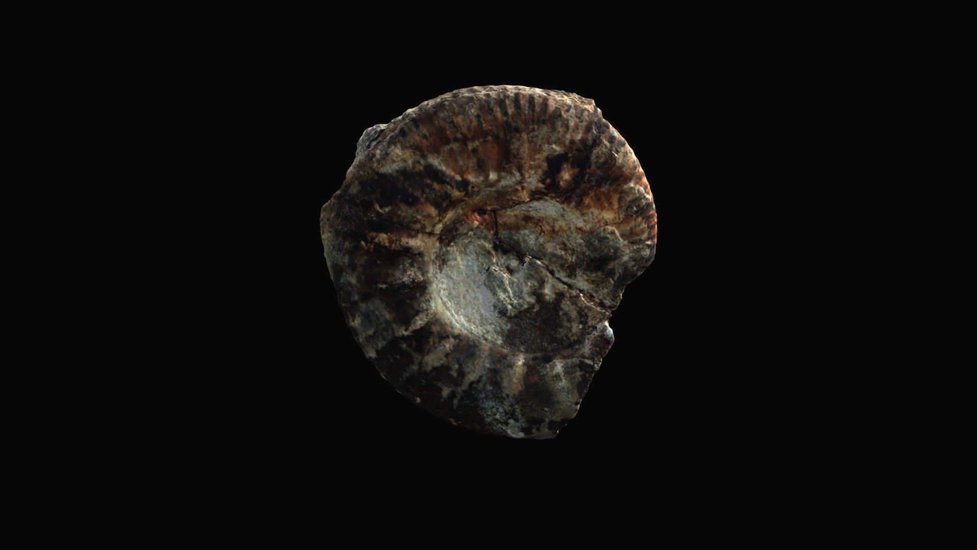 Choffatia Poculum 2