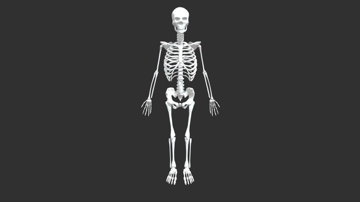 Human Skeleton 3D Model