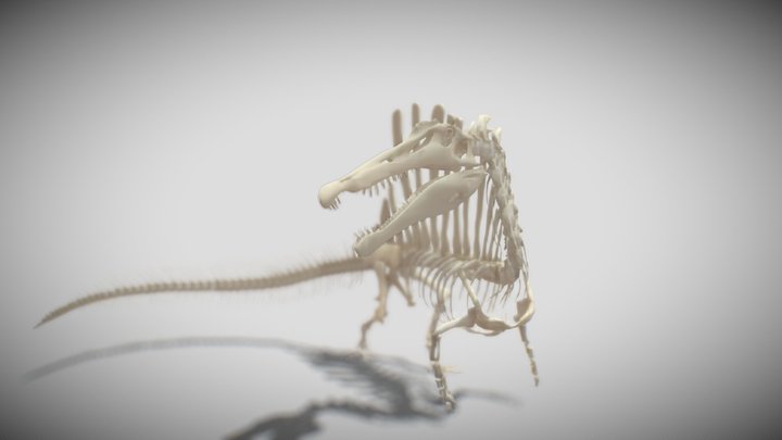 Spinosaurus aegyptiacus Skeleton 3D Model