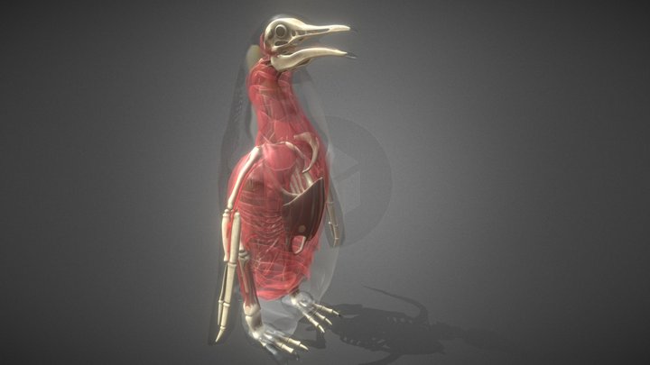 Penguin Anatomy 3D Model