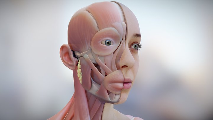 Head Anatomy & Musculature 3D Model