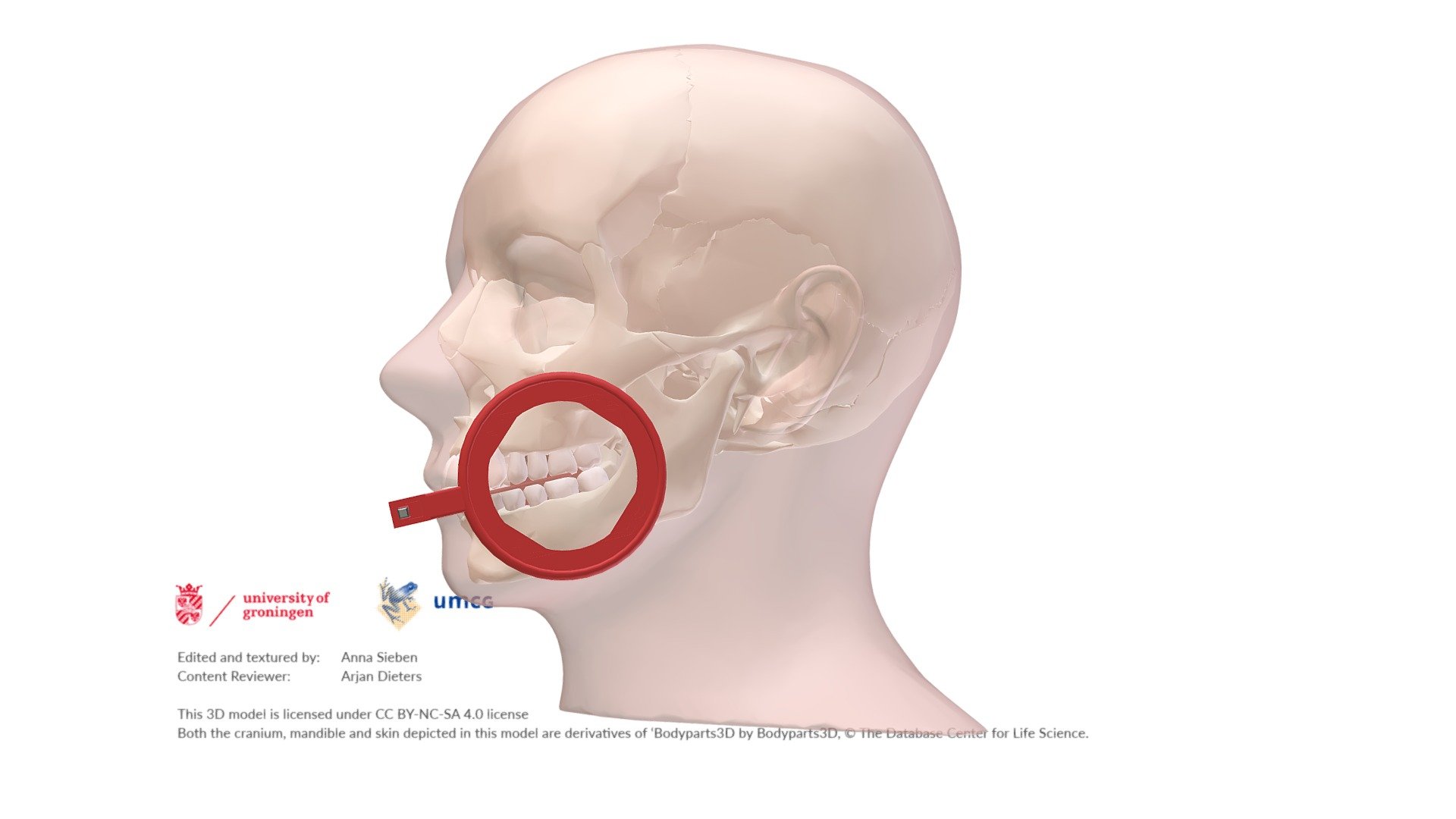 Dental Intra Oral X-ray Positioner, Bite-wing