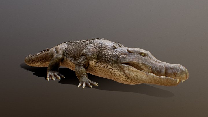 Anim Alligator 3D Model