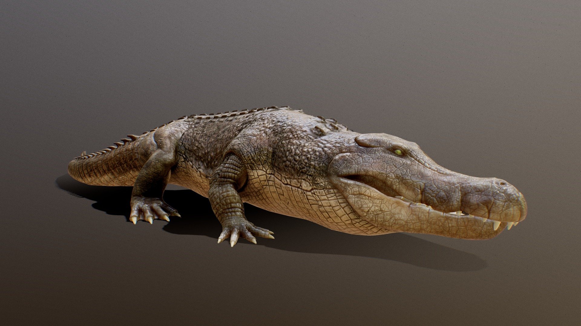 Anim Alligator - 3D model by Danny Escobar Castro (@NOTTIME) [b01f802 ...