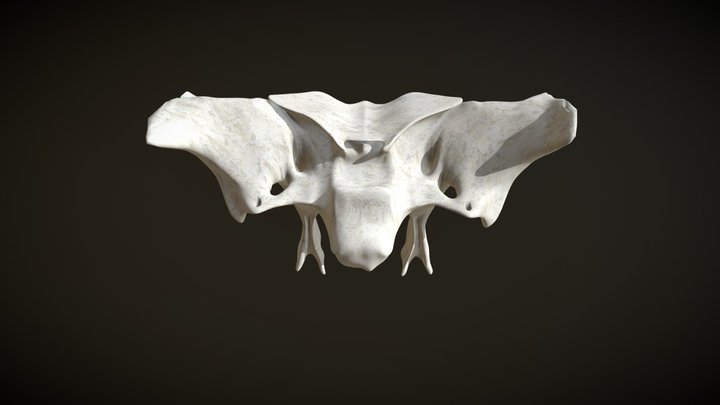 Esfenoides / sphenoid – Free 3D Model STL