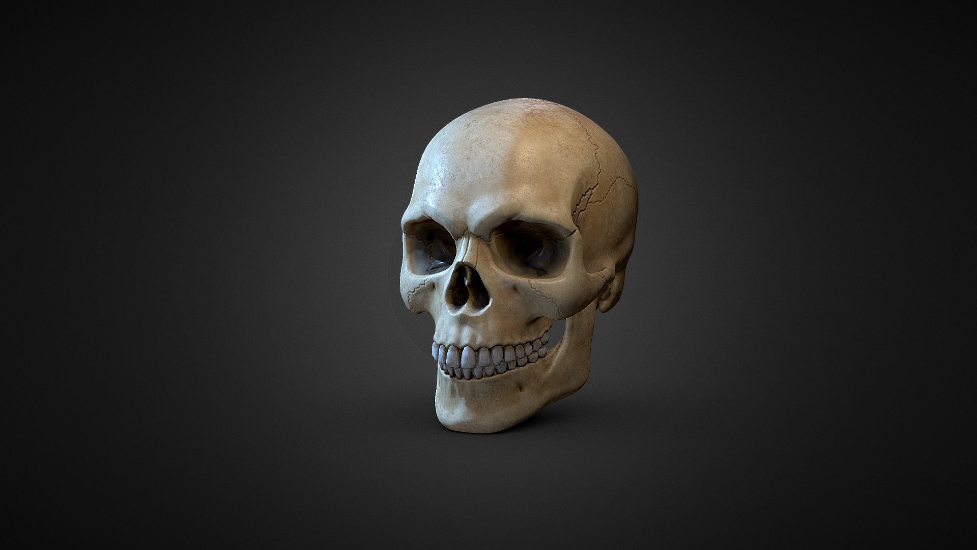 tubo Maravilla entrenador Human Skull - Download Free 3D model by Sergey Egelsky (@egelsky) [b0251e4]