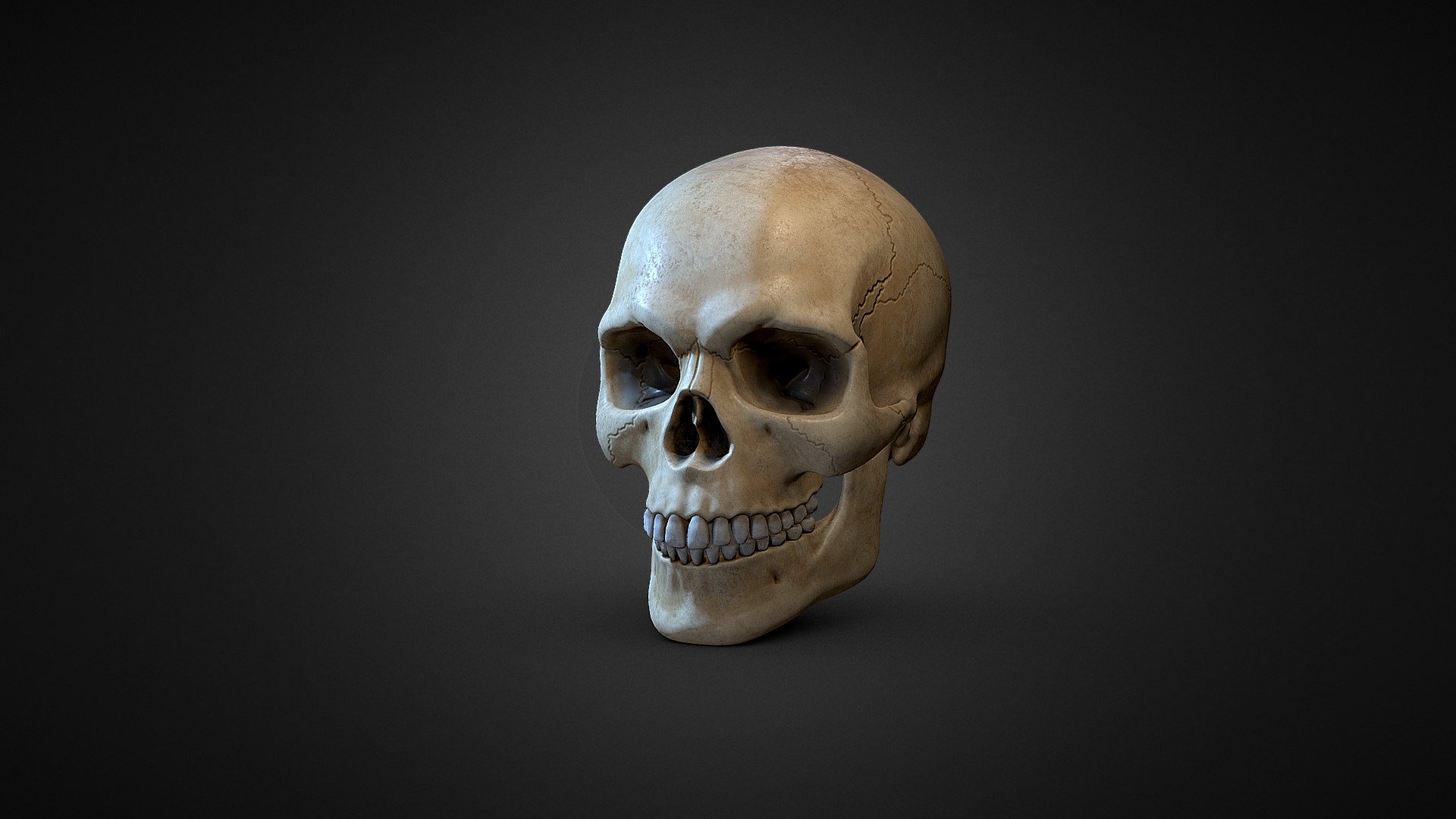 Human Skull Download Free 3D model by Sergey Egelsky