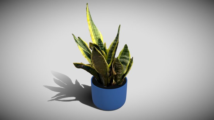 Snake Plant 3D Model