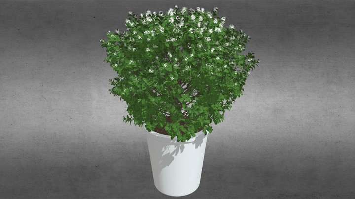 Plant White butterfly pot 3D Model