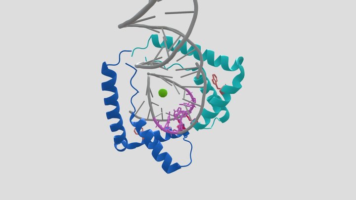 HMGB1:DNA 3D Model