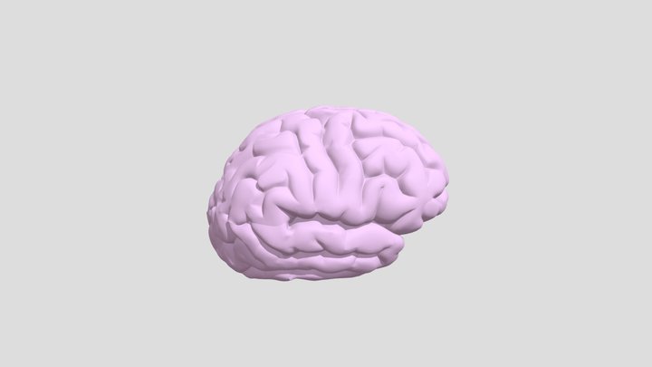 pink brain 3D Model
