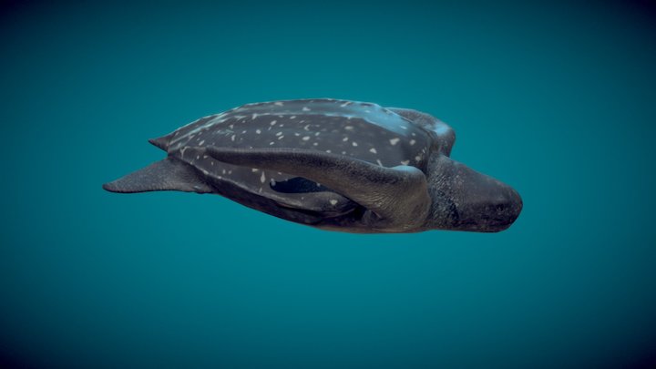Leatherback Sea Turtle  NEW 3D Model
