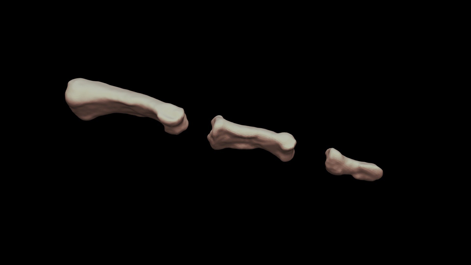 Phalanges - Main - 3D model by Prof. Serge VAN SINT JAN - Univ. Libre ...