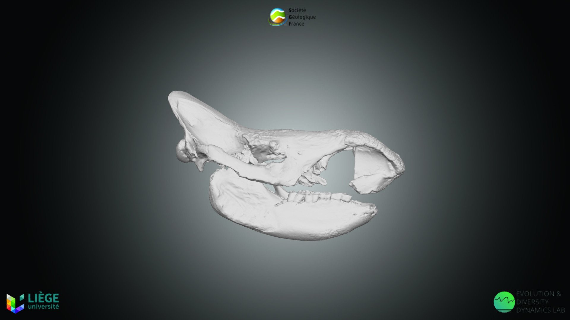Mammifère - Coelodonta antiquitatis