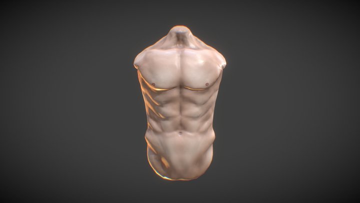 Male Torso 3D Model