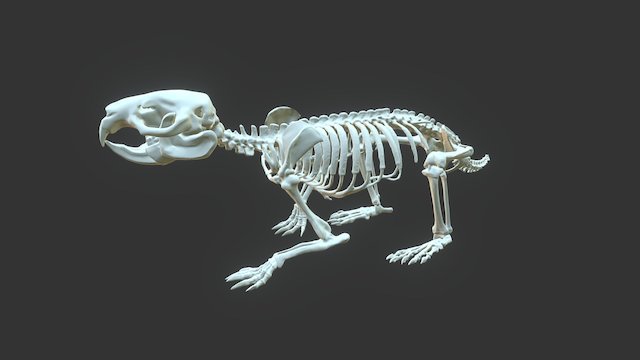 Nacktmull - skeleton 3D modeling 3D Model