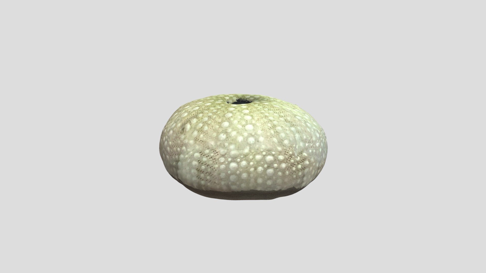 Strongylocentrotus purpuratus