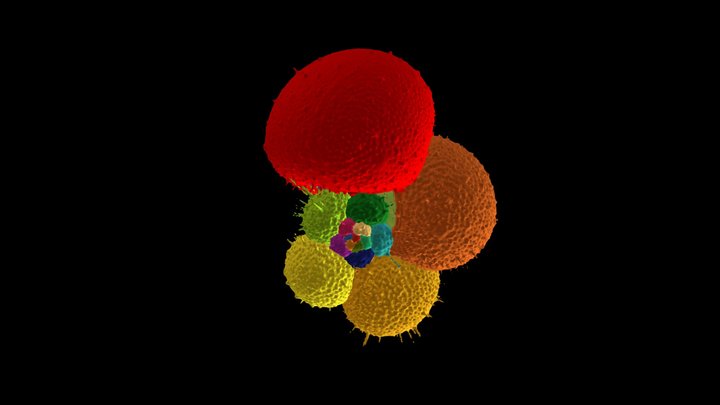 Globigerinella siphonifera, genetic type II 3D Model