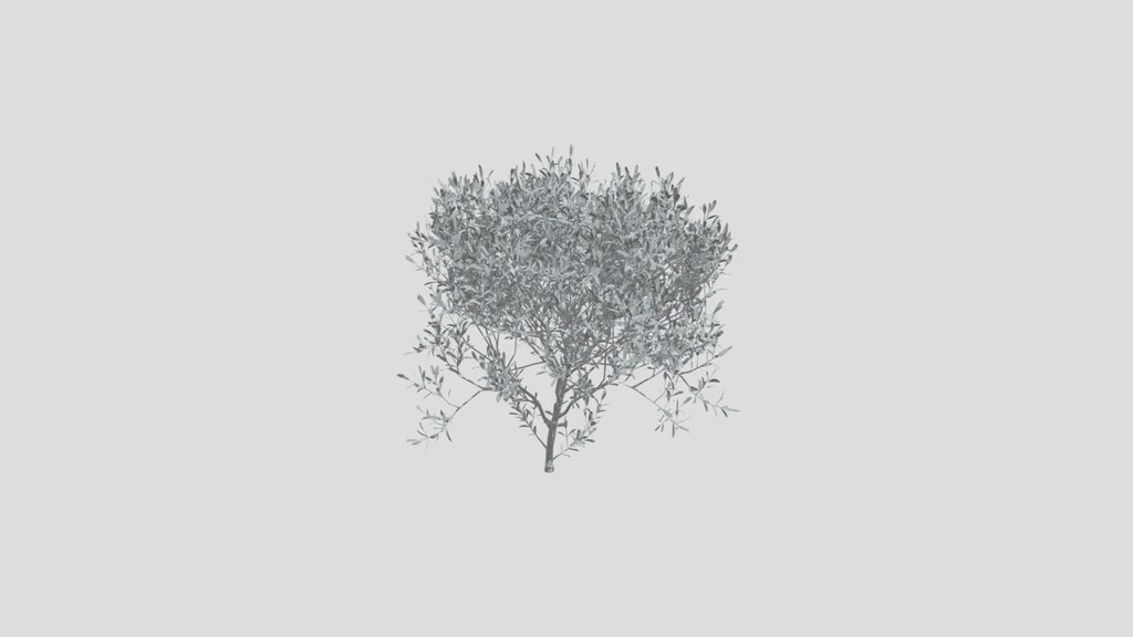 Olive Tree Small