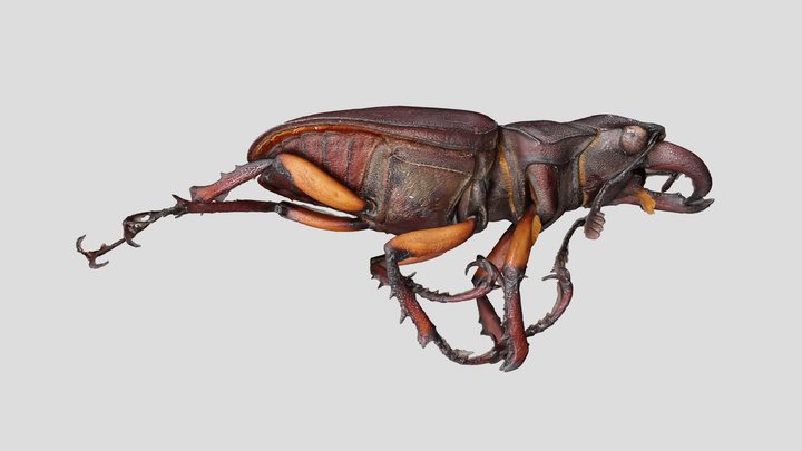 YPM ENT.633970 Stag beetle, Lucanus capreolus – Kostenloses 3D-Modell STL