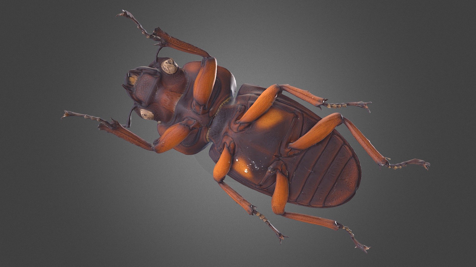 Prosopocoilus savagei