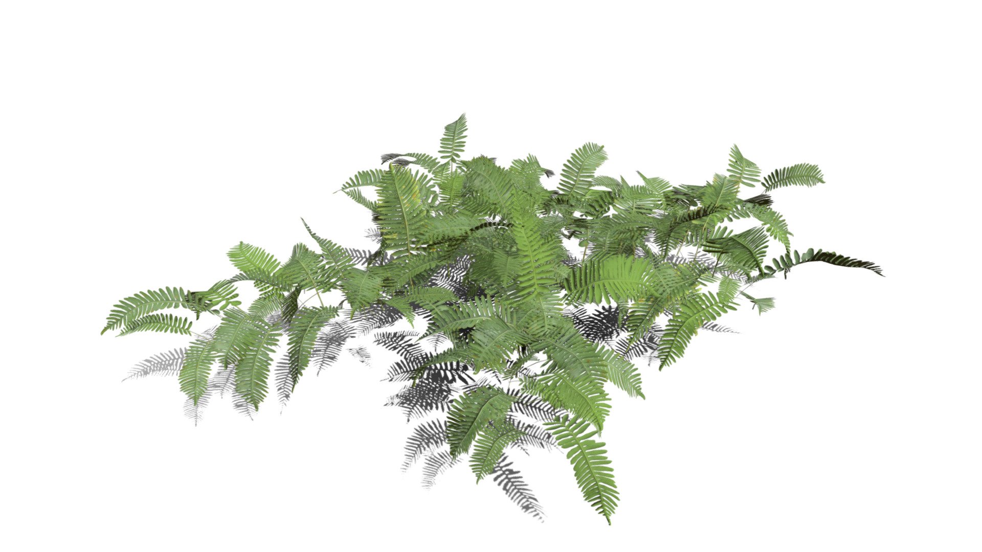 Realistic HD Common polypody fern (50/55) - Download Free 3D model by ...