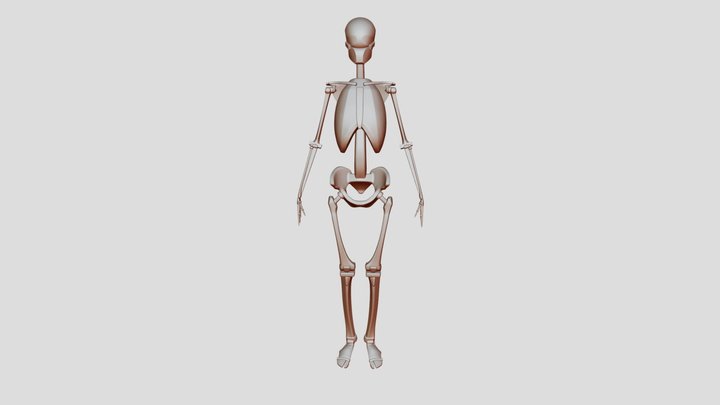 Female Skeleton Simplified 3D Model