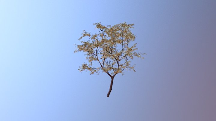 Tree 3D Model