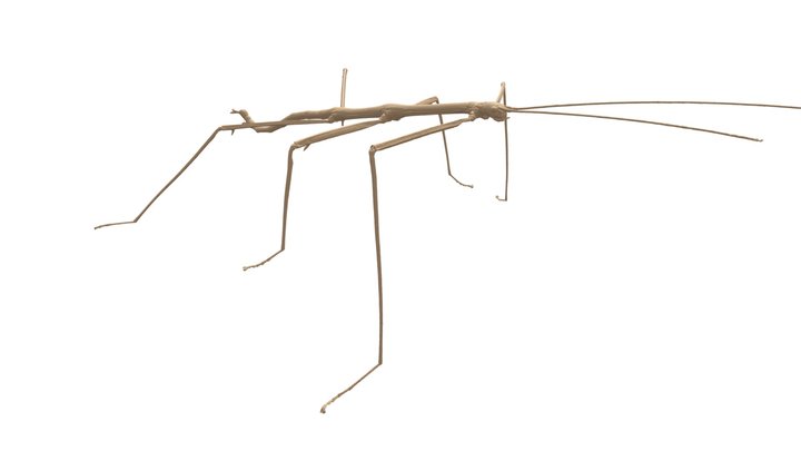 Stickbug 3d Models - Sketchfab