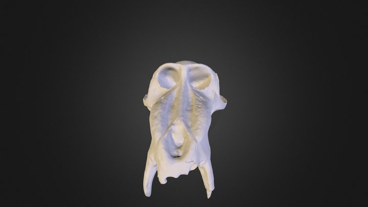 Drill skull 3D Model