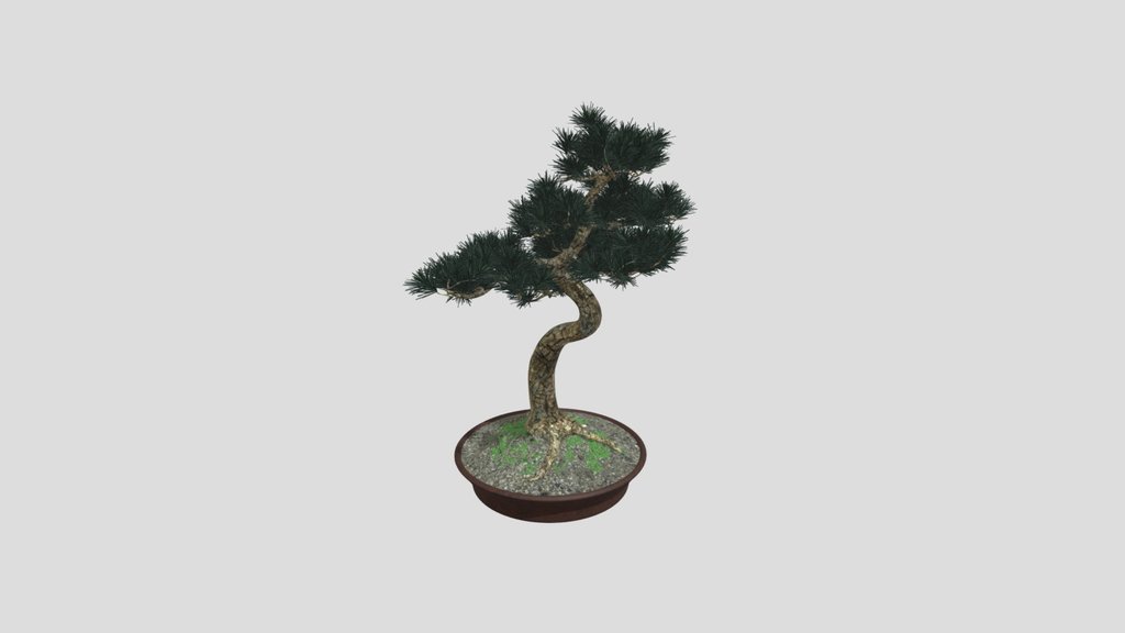 Japanese Pine Bonsai