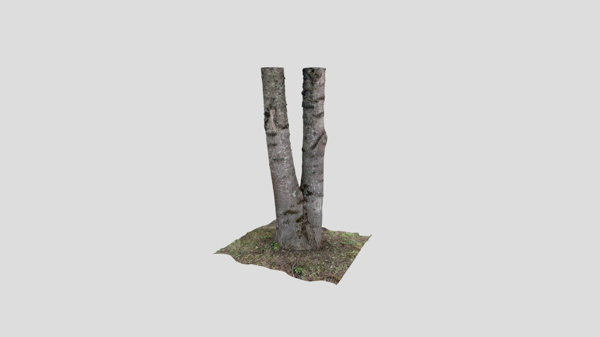 Double Trunk