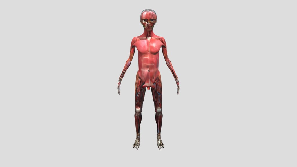 Human muscular anatomy model