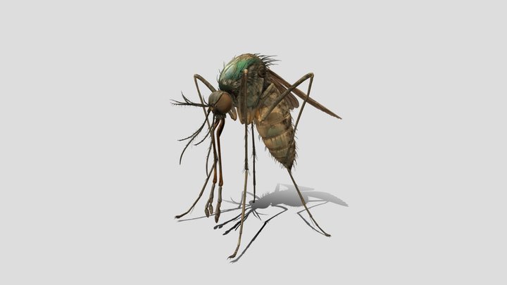 Mosquito 3D Model Free