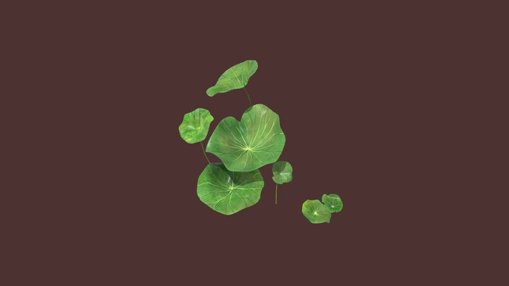 Lotus leaves 3D Model