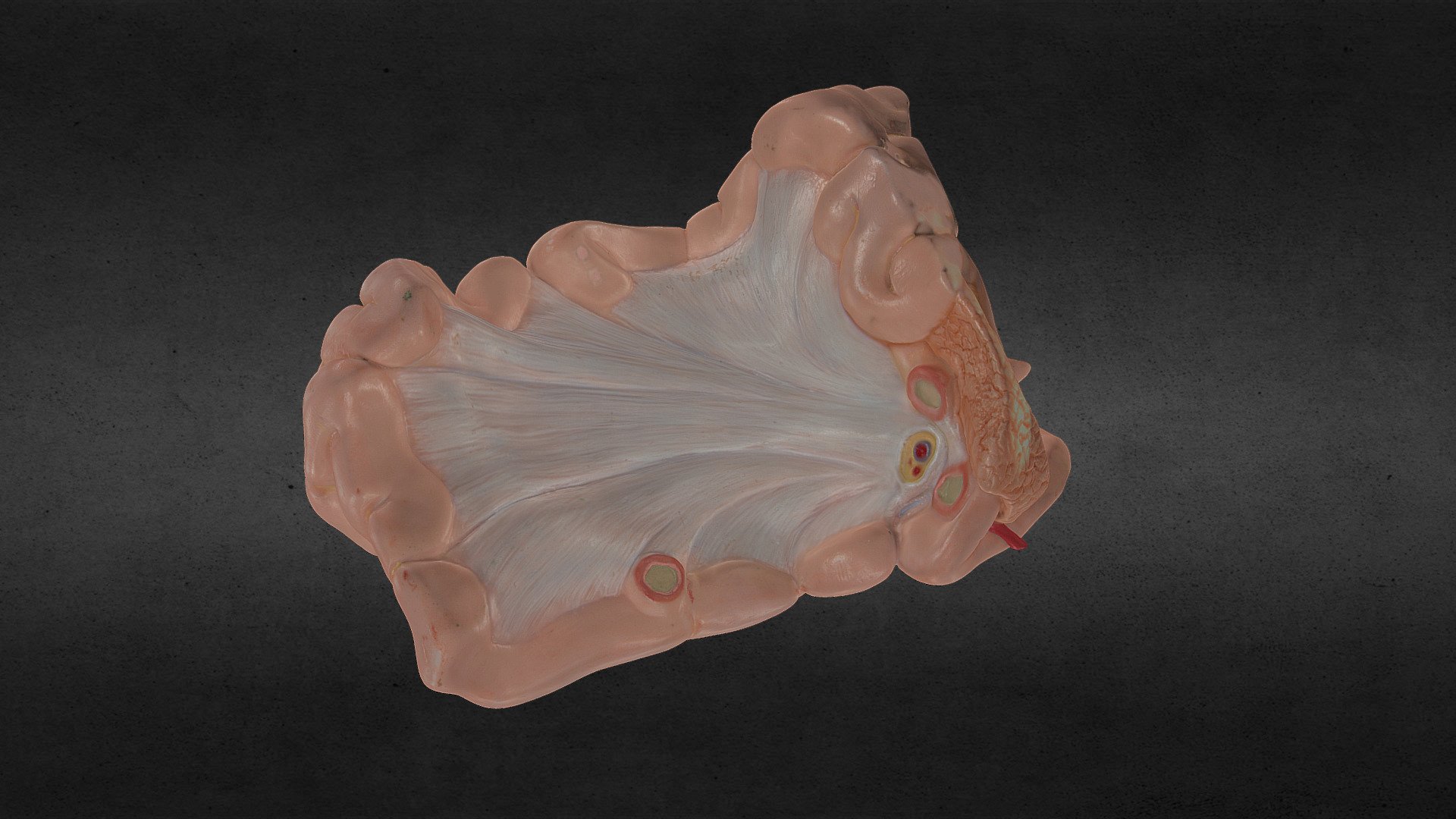 Pig Intestines 2 3D model by Scott (interstellar_simian) [b05a658