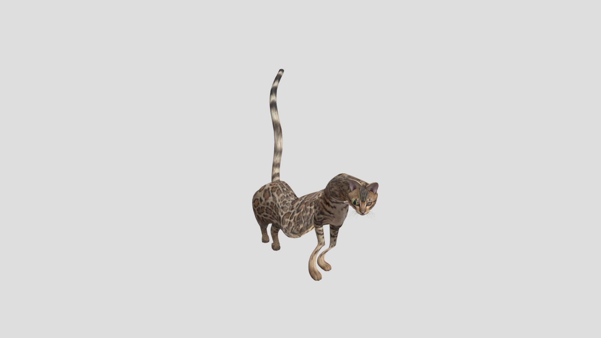 bengal_fbx