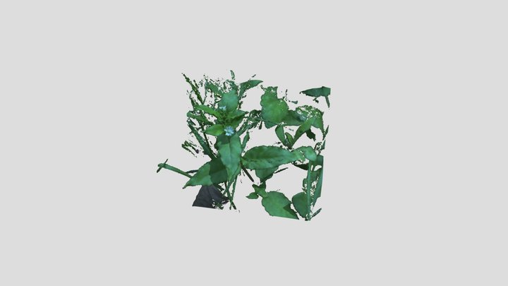 Stellaria Aquatica - 牛繁縷 3D Model