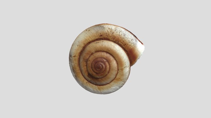 Woniu 3D Model