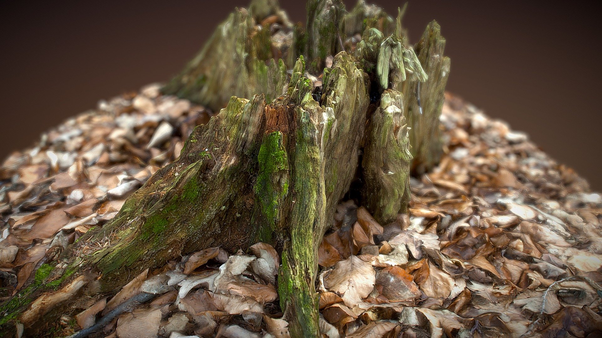 Stump Photoscan